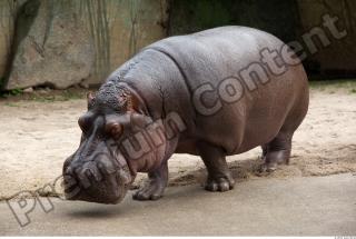 Hippo 0067